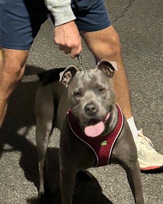 Pitbull terrier femmina per accoppiamento