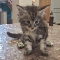 Cuccioli di Maine Coon