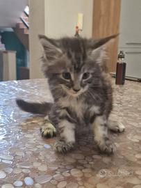 Cuccioli di Maine Coon