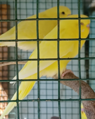 Cocorite