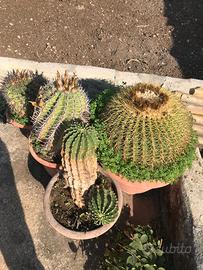 Echinocactus grusonii (cuscino della suocera)