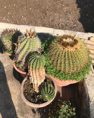 Echinocactus grusonii (cuscino della suocera)