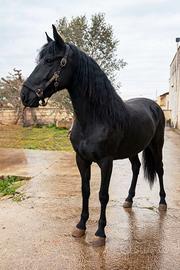 Cavalla Murgese