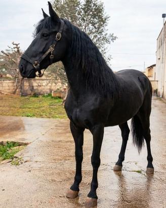 Cavalla Murgese
