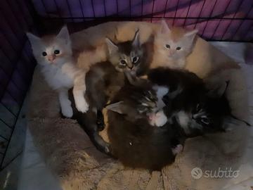 Gattini Maine coon rossi e blu