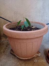 Vaso grande con pianta nespolo