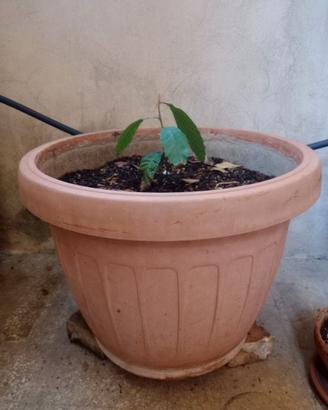 Vaso grande con pianta nespolo