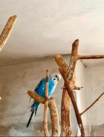 Cocorita