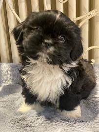 Shih Tzu