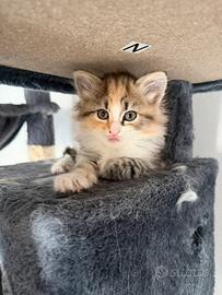 Cuccioli di gatto siberiano