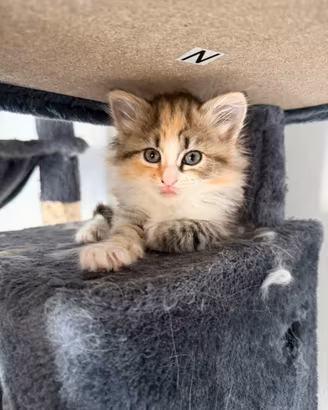 Cuccioli di gatto siberiano