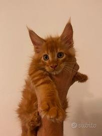 Cuccioli Maine Coon maschi