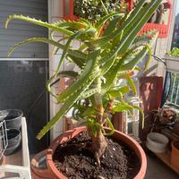 Aloe vera di 22 anni