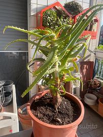 Aloe vera di 22 anni