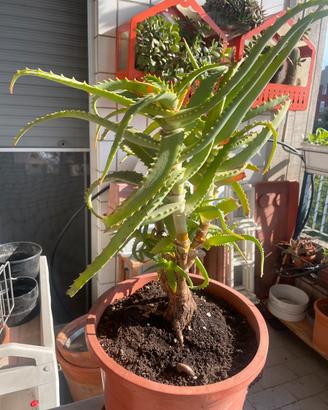 Aloe vera di 22 anni