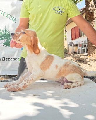 Cuccioli di Setter inglesi figli di specialisti
