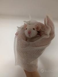 Ratti domestici