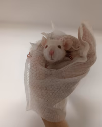 Ratti domestici