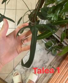Talea Philodendron Holtonianum