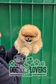 Pomerania maschio