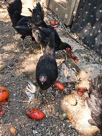 coppia galline e galletti