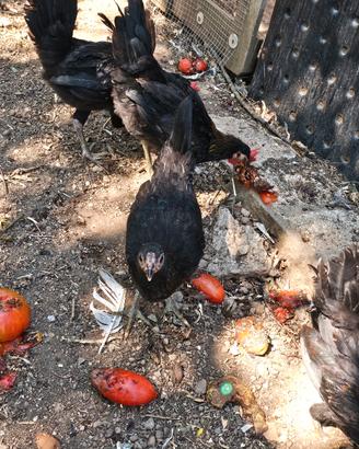 coppia galline e galletti