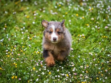 Cucciolo maschio blue merle due mesi