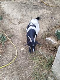 Capra