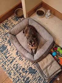 Cane chihuahua