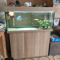 acquario juwel rio 180 con discus