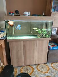 acquario juwel rio 180 con discus