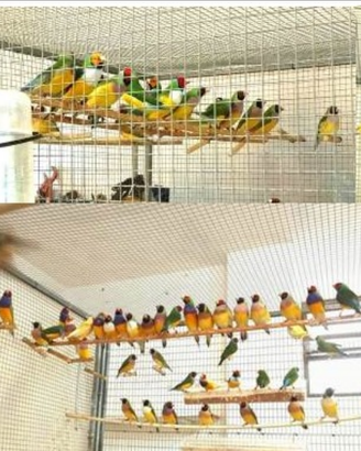 Diamanti di Gould