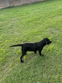 Labrador cucciolo
