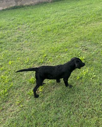 Labrador cucciolo