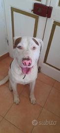Cane buono e simpatico
