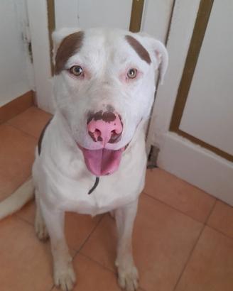 Cane buono e simpatico