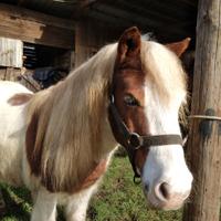 Pony pezzato