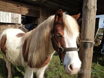 Pony pezzato