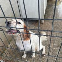 Setter inglese maschio