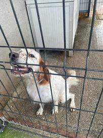 Setter inglese maschio