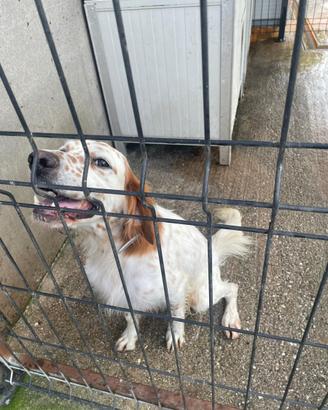 Setter inglese maschio