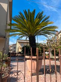 Cycas