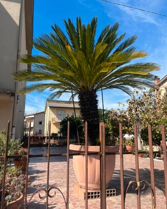 Cycas