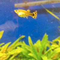 Pesci Guppy lebistes in blocco