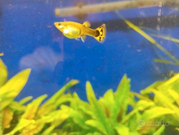 Pesci Guppy lebistes in blocco