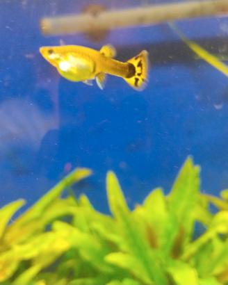Pesci Guppy lebistes in blocco