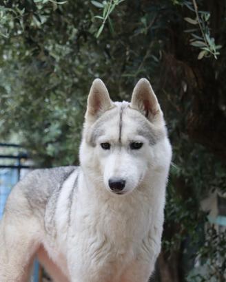 Siberian Husky