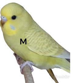 Pappagallo ondulato maschio novello