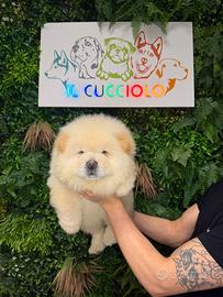 Cuccioli di Chow Chow Maschietti Femminucce