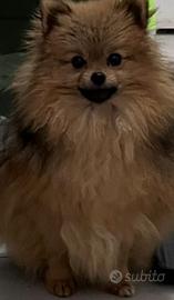 Pomerania con pedigree enci